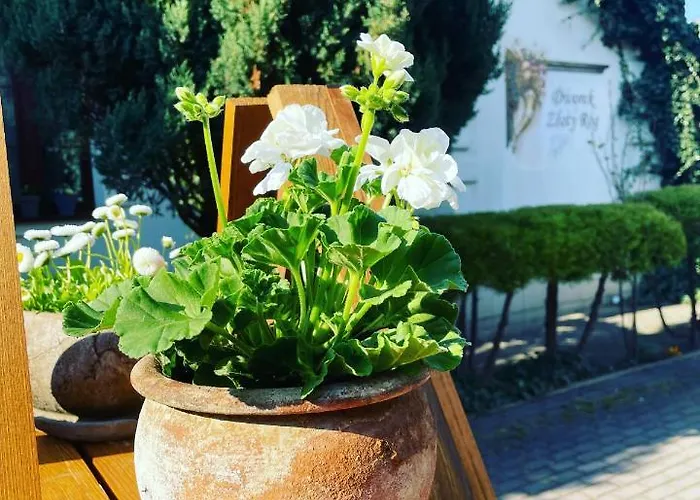 Otel Dworek Zloty Rog I Restauracja