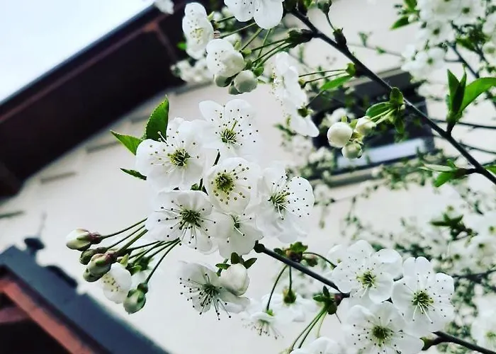 Dworek Zloty Rog I Restauracja 3* كراكوفيا